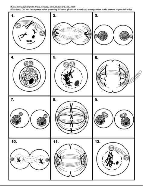 Phases Of Mitosis Worksheet Worksheets For Kindergarten