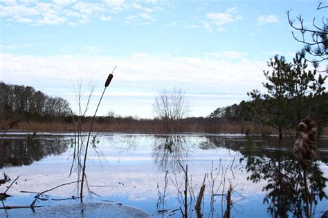 Santuit Bog Flooding Mashpee