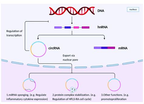 Circrnas Act As Mirna Sponges And Affect The Occurrence And Development