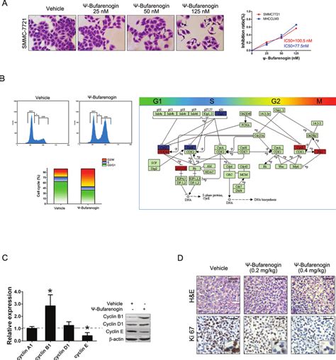 Bufarenogin Suppresses Hepatoma Cells Proliferation A Smmc