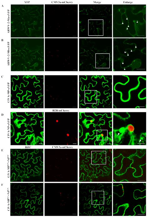 Subcellular Localization Ad And Bimolecular Fluorescence Bifc