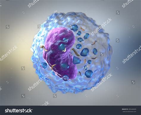 Lymphocytes White Blood Cells Leucocytes Human Stock Illustration ...