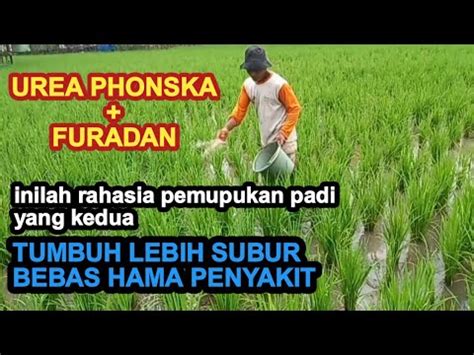 Pemupukan Padi Kedua Agar Tumbuh Lebih Subur Panen Maksimal Youtube