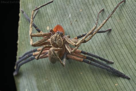 Mating Sexually Dimorphic Huntsman Spiders Sparassidae A Photo On Flickriver