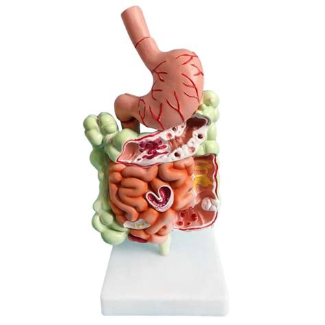 Sistema digestivo humano modelo de anatomia do estômago grande