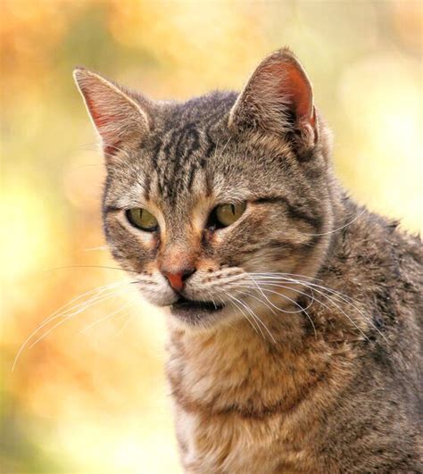 Premium Photo Closeup Portrait Of A Gray Tabby Cat