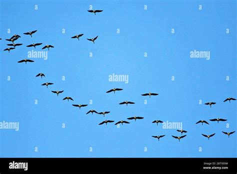 Flock of birds in formation Stock Photo - Alamy