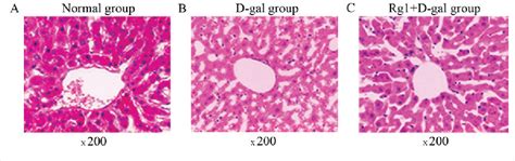 Figure From Ginsenoside Rg Attenuates Liver Injury Induced By D