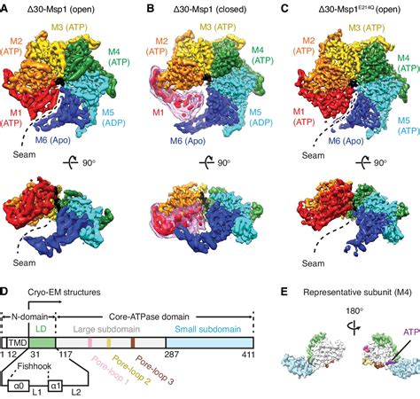 Structure Of The Aaa Protein Msp Reveals Mechanism Of Mislocalized