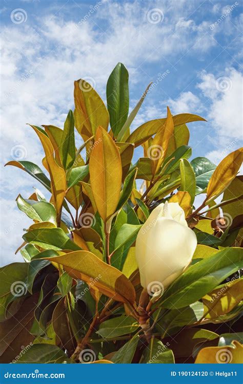 Branches Of Southern Magnolia Tree With Leaves And Flowers Against Sky