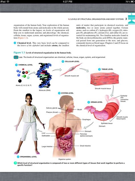 Anatomy And Physiology Chapter 8 Study Guide