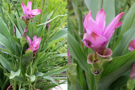 Curcuma Alismatifolia Safranwurz