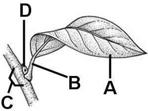 Botany Final Exam Exams 1 3 Flashcards Quizlet