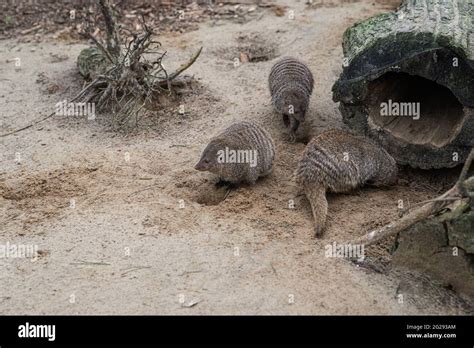 Banded mongoose in the natural habitat hi-res stock photography and ...