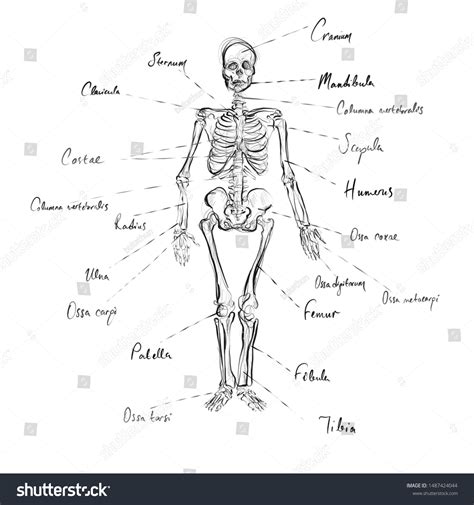 Anatomic Illustrations Scientific Names Body Parts Stock Illustration 1487424044 | Shutterstock