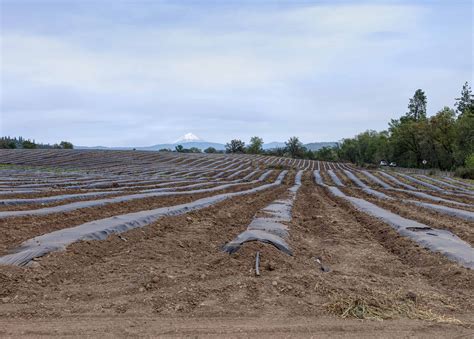 How to Prepare and Cultivate Land for Farming