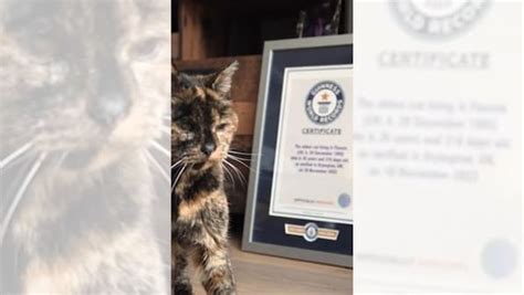 Guinness World Records Declares 26 Year Old Flossie As World S Oldest Cat Know More Firstpost