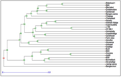 Upgma Dendrogram Showing Clustering Pattern For Genotypes Of Rice