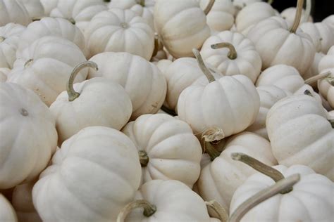 Small White Pumpkins Michele Dorsey Walfred Flickr