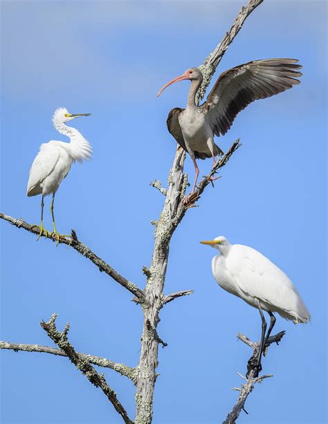 Unlikely Friends Photograph By Julie Barrick Fine Art America