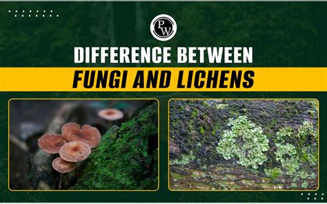 Differences Between Fungi And Lichen