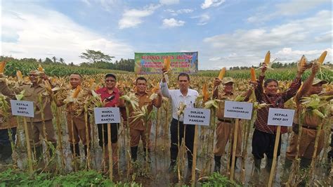 Gerakan Panen Jagung Di Sanden Bersama Pak Dirjen Youtube