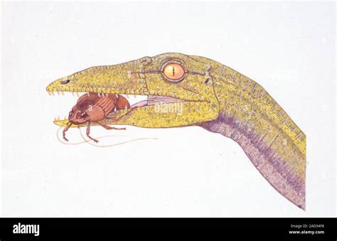 Compsognathus Dinosaurio Ilustración De Un Equipo Compsognathus Sp Dinosaurio Comiendo Un