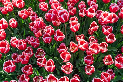 Tulipes Aux Pays Bas O Voir Des Champs De Tulipes En Hollande