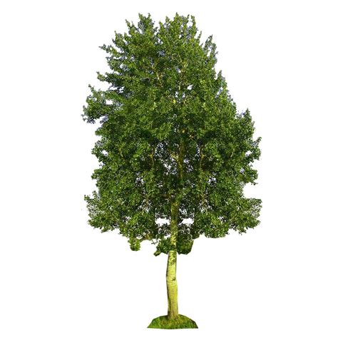 Осина обыкновенная (Populus tremula L.) - лекарственное растение ...