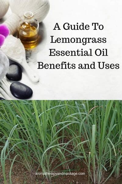 Lemongrass Essential Oil Benefits And Uses In Aromatherapy