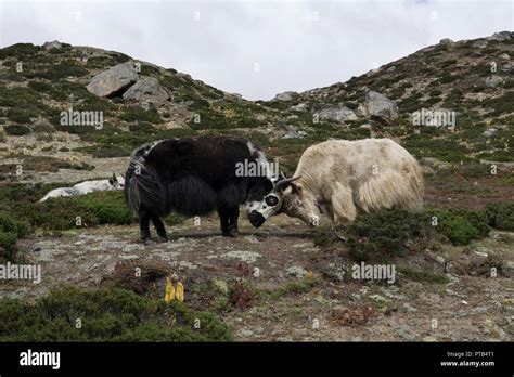 Fighting Yak in the nepalese Himalaya Stock Photo - Alamy