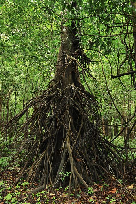Clasping Roots