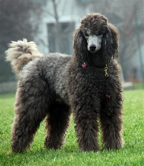 poodle dog breed information images characteristics health