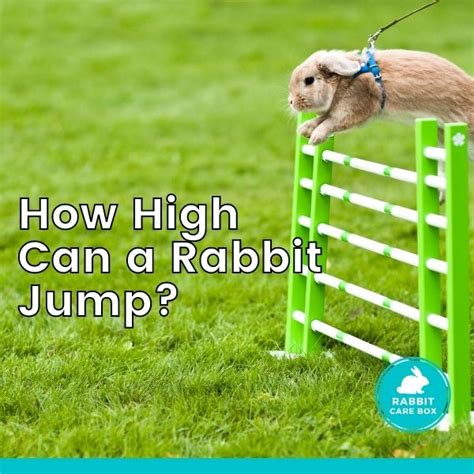 How High Can Raccoons Jump Find Out Here All Animals Guide