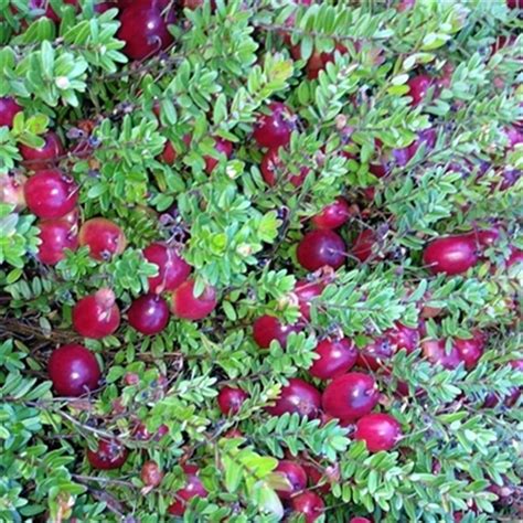 turna yemişi vaccinium macrocarpon cranberry fidanı