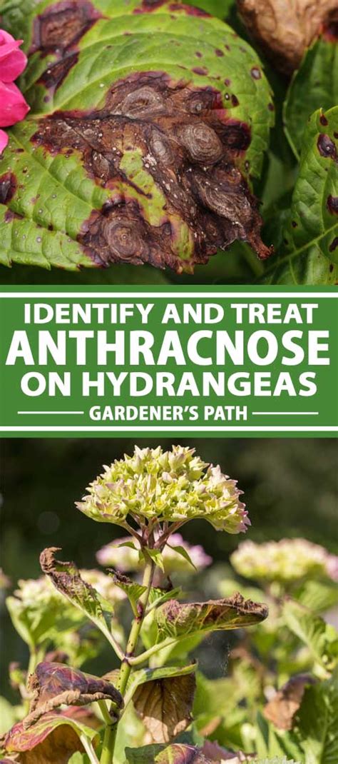 How To Identify And Treat Anthracnose On Hydrangeas Gardeners Path