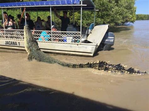 Brutus the famously massive Australian saltwater crocodile - Awesome | Australian saltwater ...