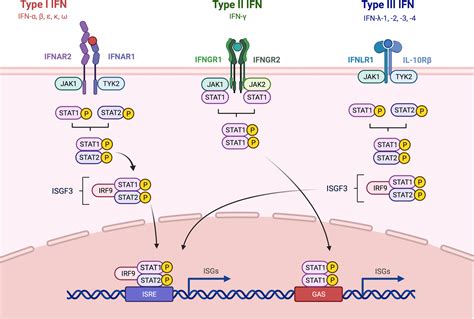 Frontiers Interfering With Inflammation Heterogeneous Effects Of