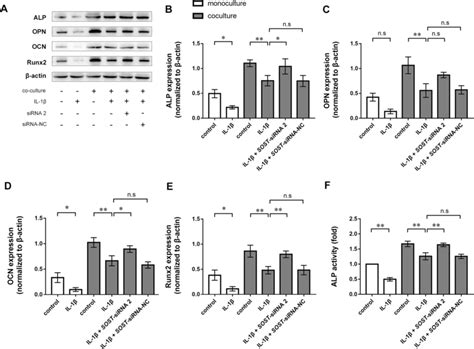 Western Blotting Of ALP OPN OCN And Runx2 Protein Expression In