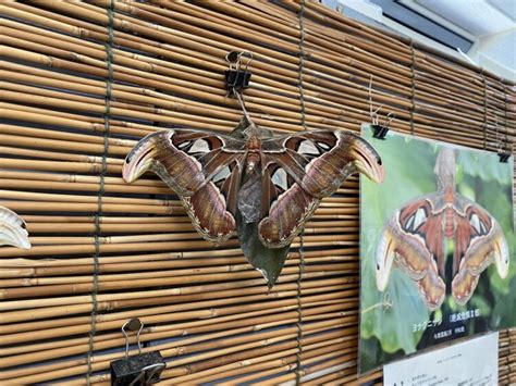 与那国島世界最大の蛾ヨナグニサンを見るならアヤミハビル館へ しまたび沖縄の離島 アクティビティ体験予約観光情報