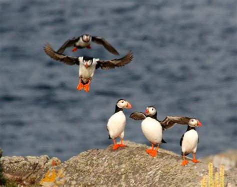 10 Interesting Puffin Facts | My Interesting Facts