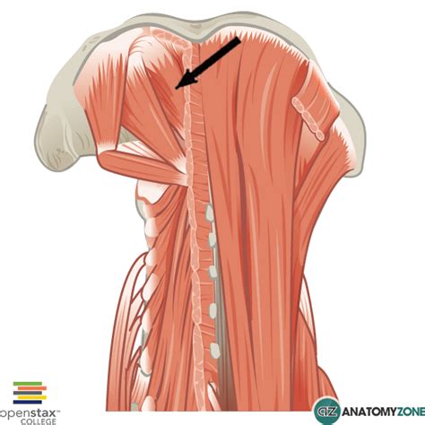 Rectus Capitis Posterior Minor Anatomyzone