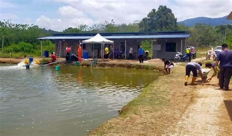 Pelik Ikan Di Kolam Pancing Berdiri Straight Sebelum M Ti Semuanya