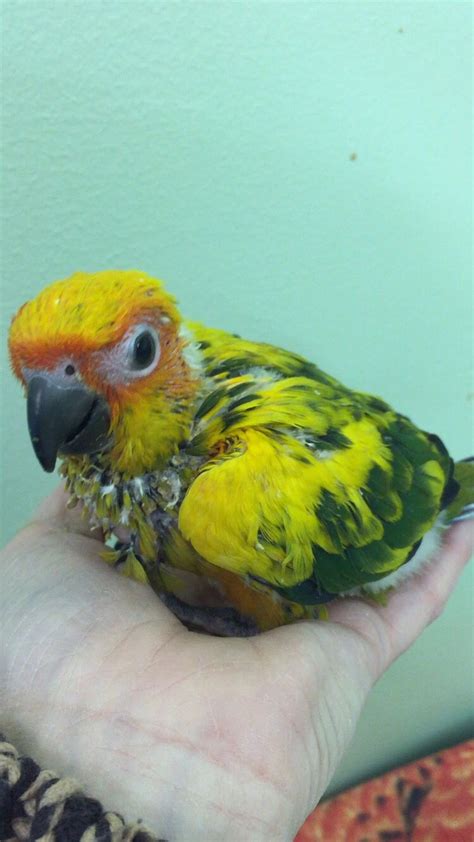 Baby Sun Conure Hand Raised At Green Parrot Superstore Parrot Pet