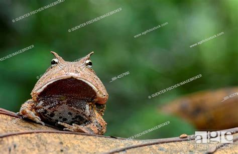 Surinam Horned Frog Or Amazonian Horned Frog Ceratophrys Cornuta