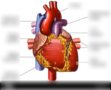 The Heart External Anatomy Anterior Diagram Quizlet