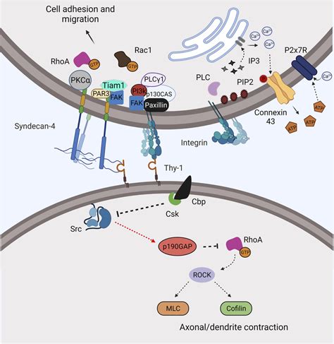 Thy 1 And Integrin In Pathophysiology Through Binding And Regulating