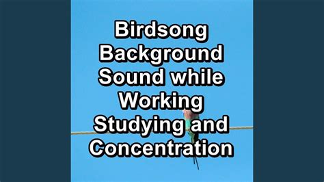 Forest Bird Sounds To Help Insomnia To Loop For Hours Youtube