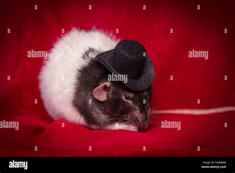 Fancy agouti-colored hooded pet rat wearing top hat Stock Photo - Alamy