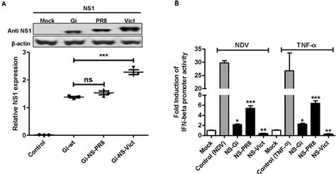 Frontiers Ns Segment Of A 1918 Influenza A Virus Descendent Enhances